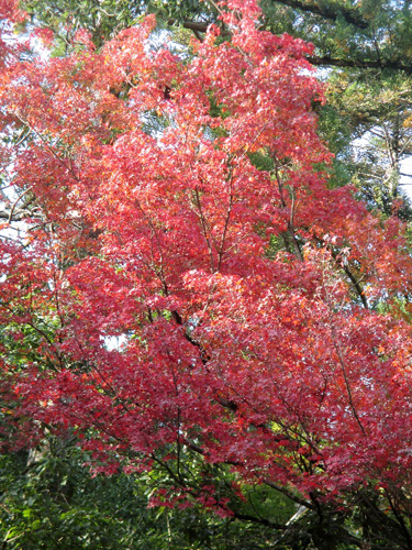 momiji_image001