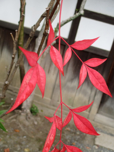 momiji_image003