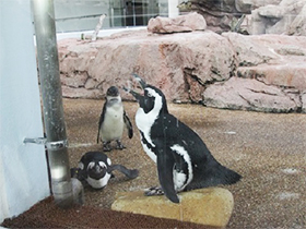 ペンギン01